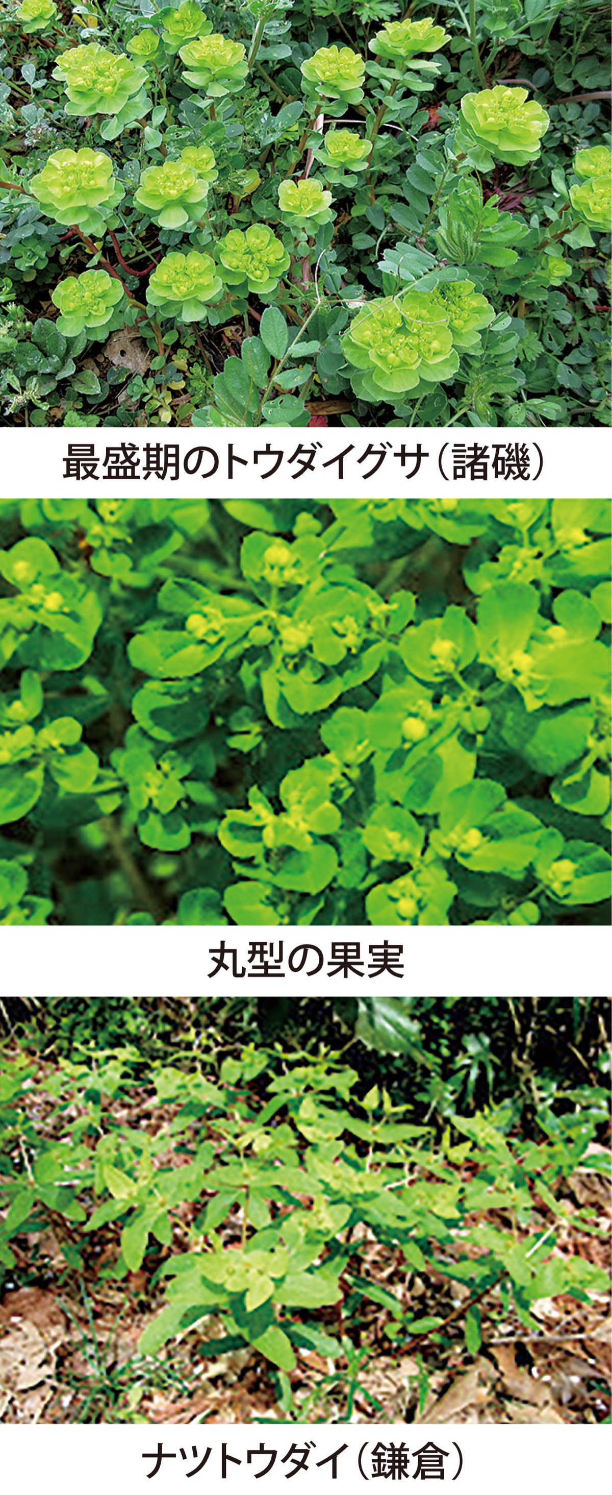 第40回　強い毒性を持つ「トウダイグサ」　