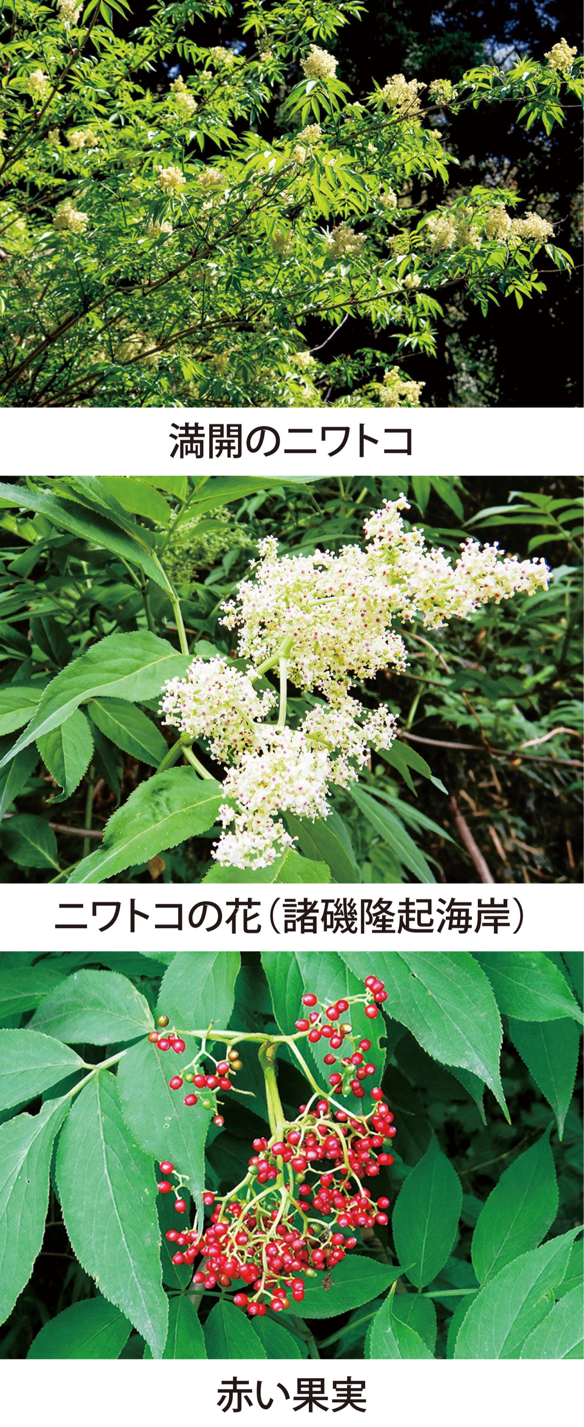 第41回　魔女の木と言われた｢ニワトコ｣　