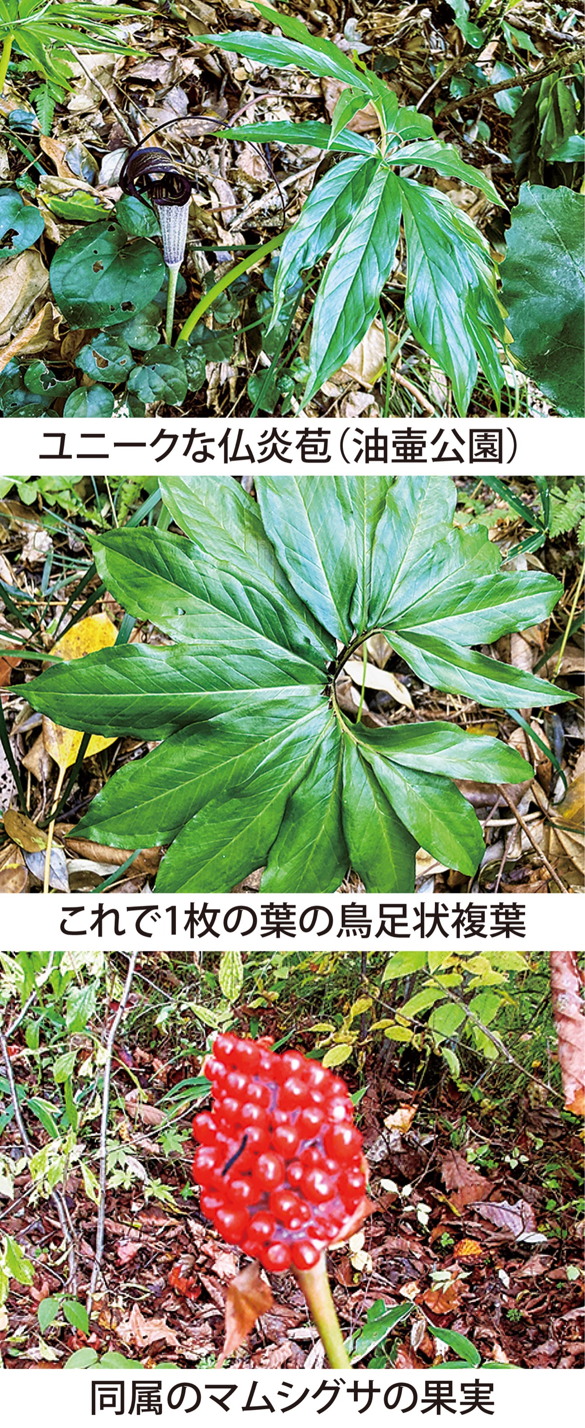 第42回 性転換をする「ウラシマソウ」　