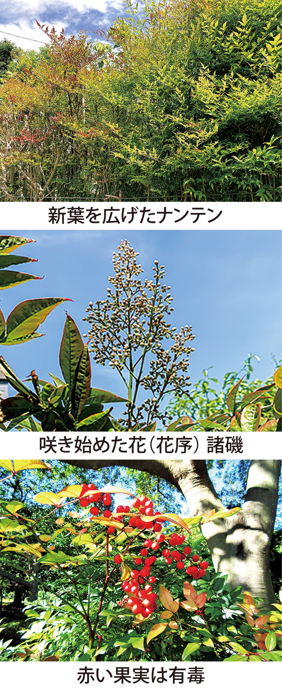 第43回 難を転ずるの「ナンテン」　