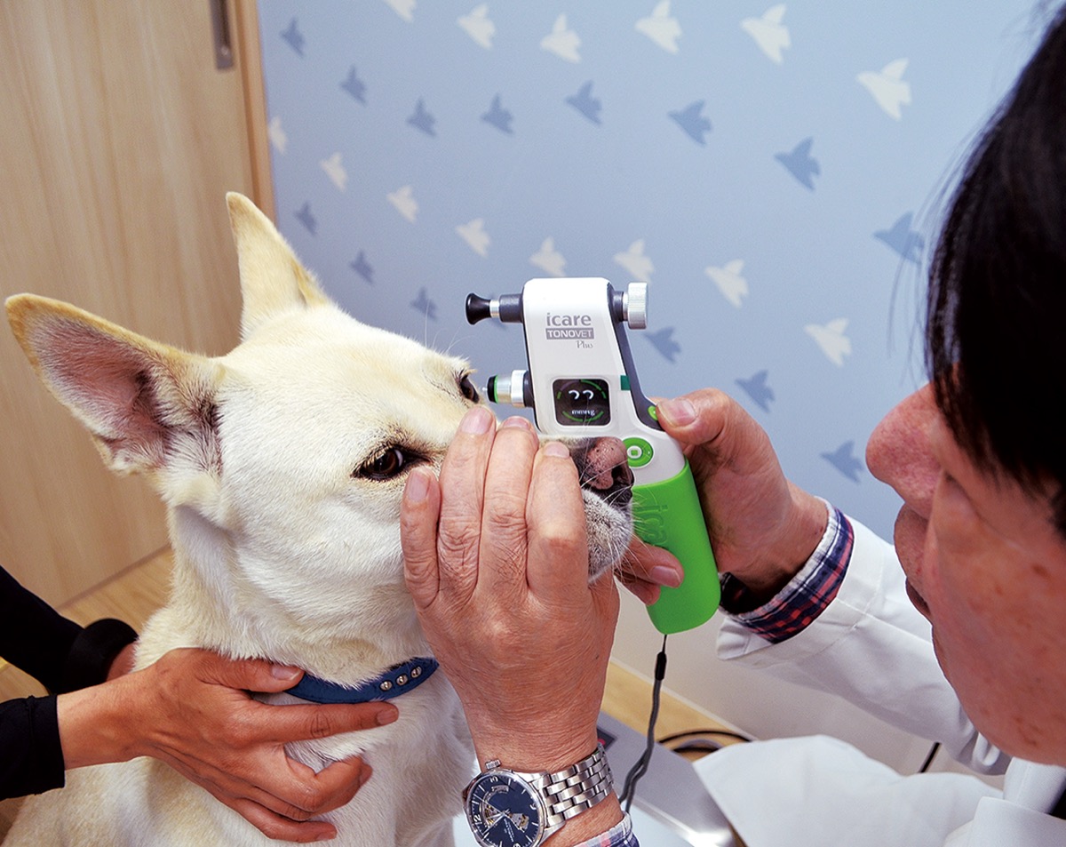 白内障と緑内障の違いは？