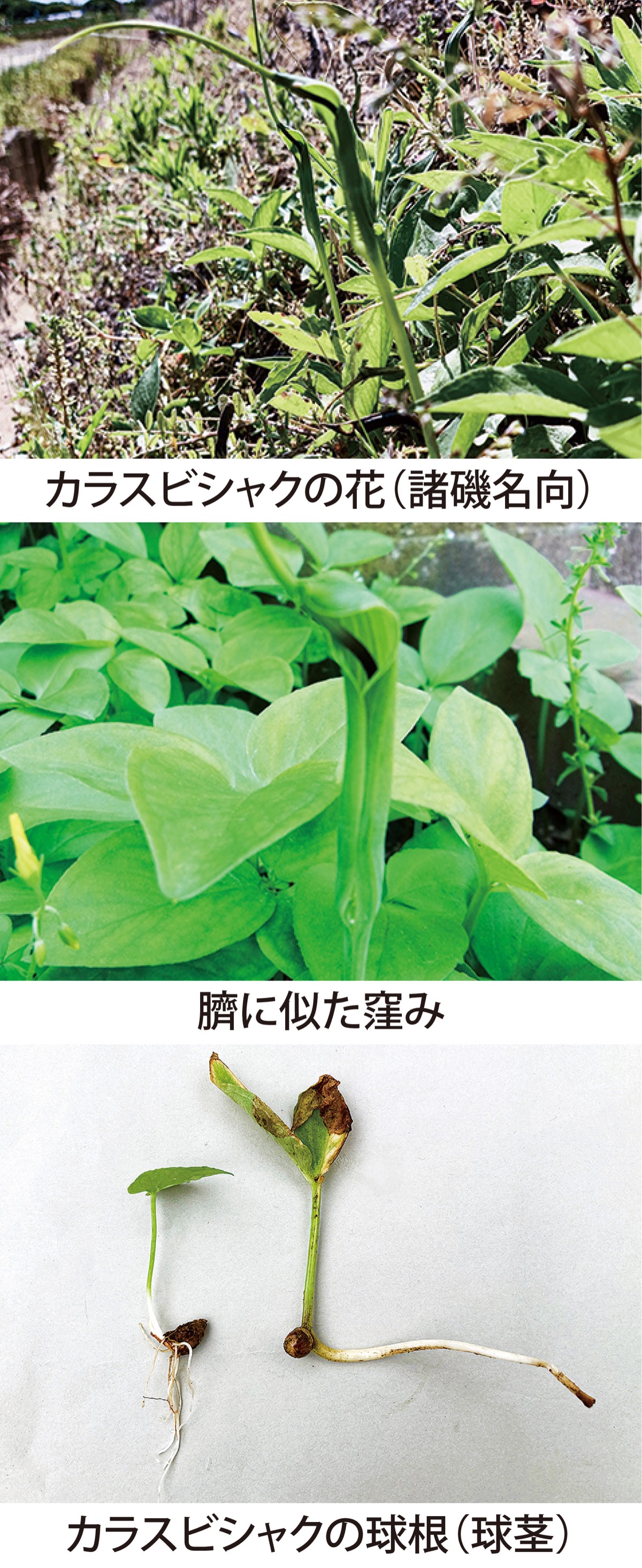 第44回 　へそくりの語源「カラスビシャク」　　