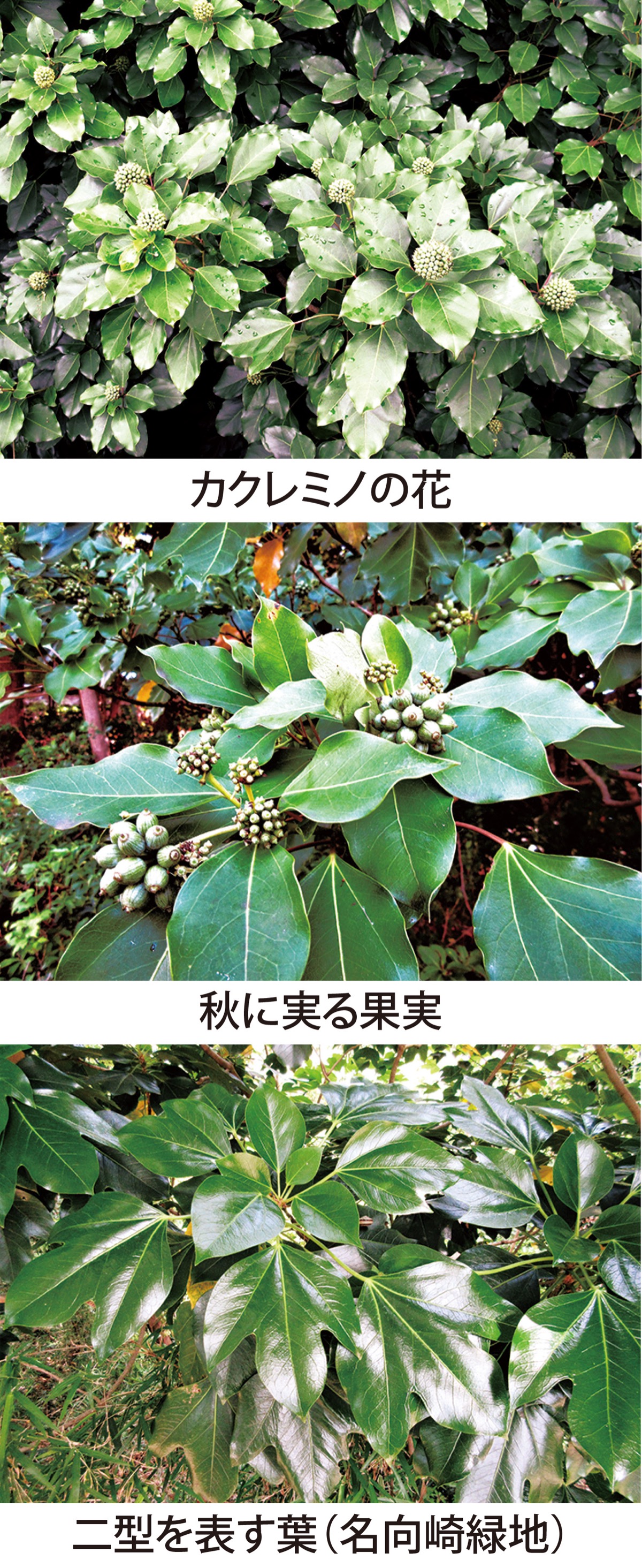 第45回 　三綱柏といわれた「カクレミノ」　　　