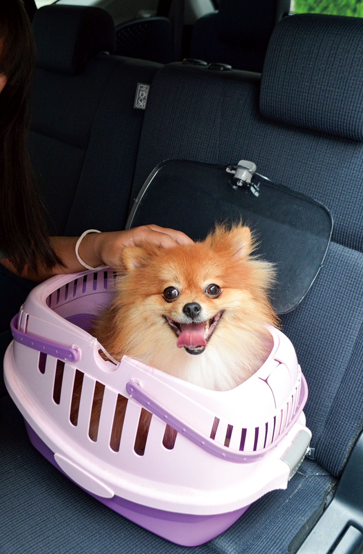 ペットの暑さ対策どうする？