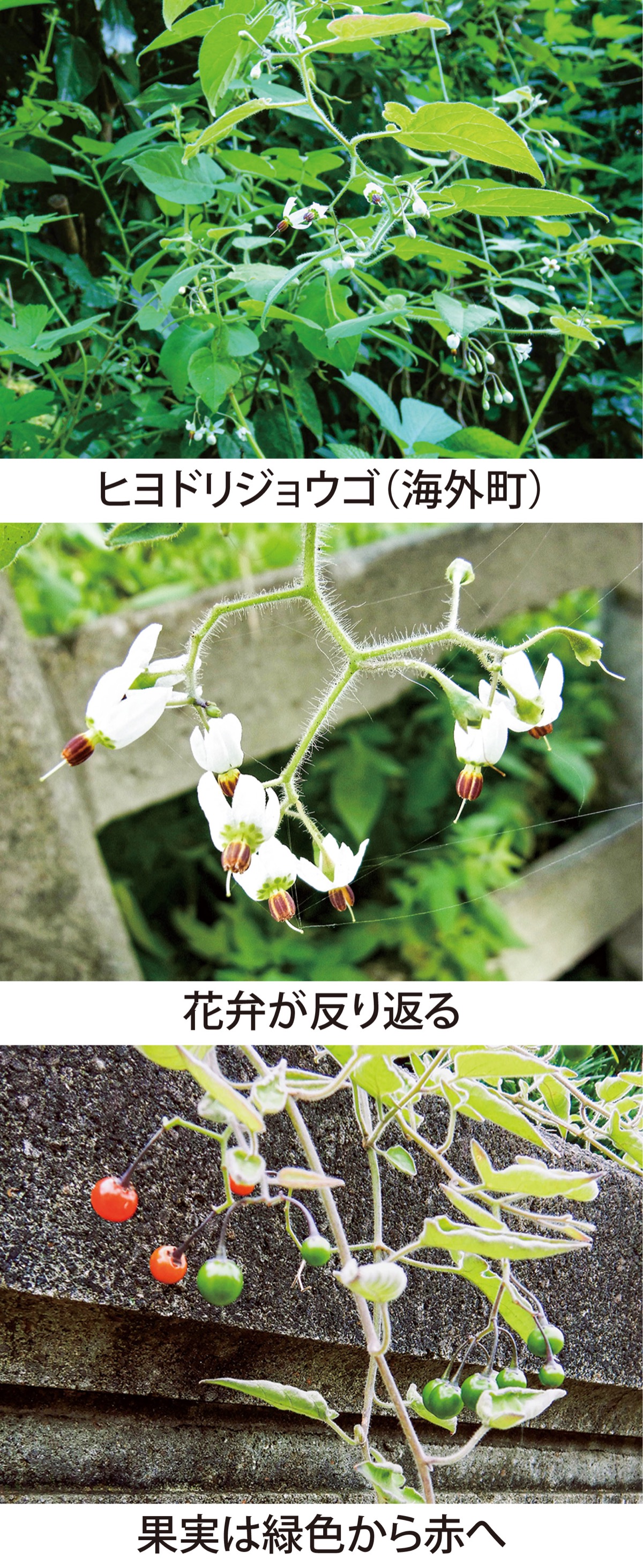 第46回 　ヒヨドリが好む「ヒヨドリジョウゴ」　　　