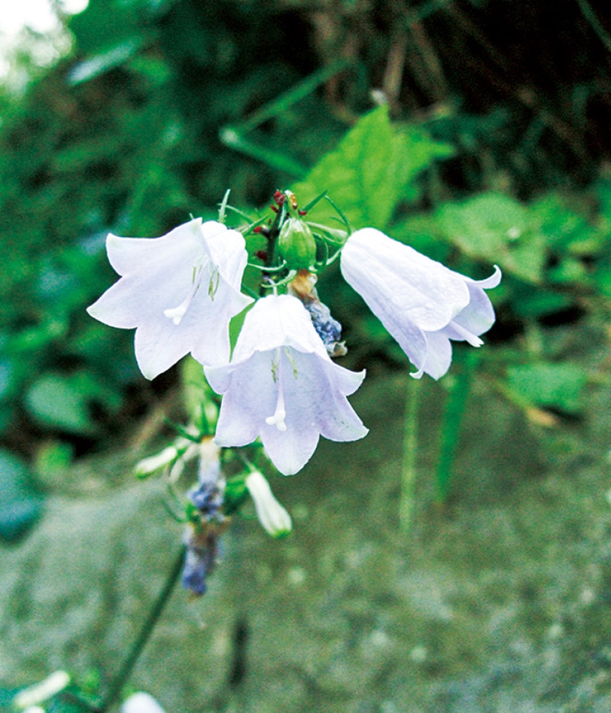秋の塚山公園で観察会