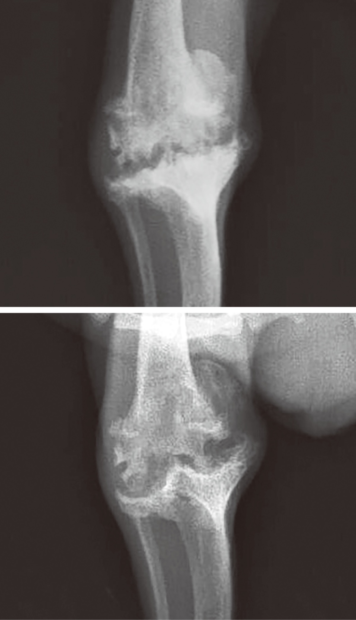 ペットにおける再生医療の今