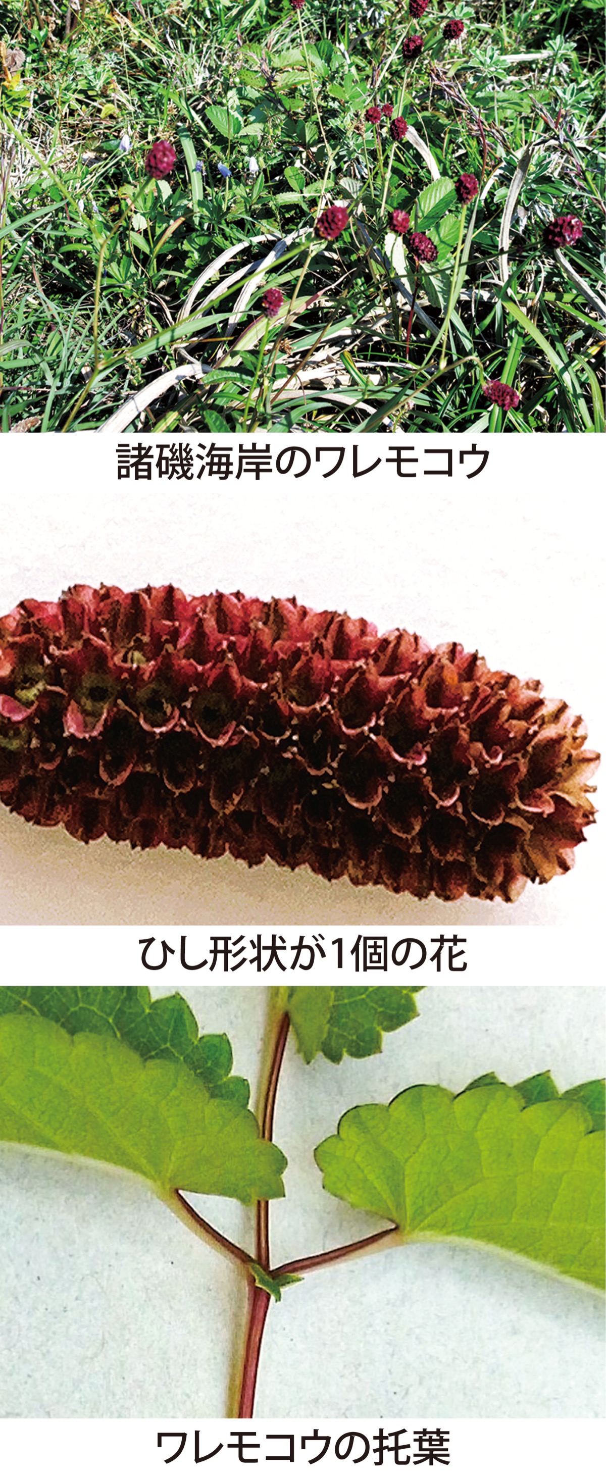 第48回　　「ワレモコウ」（吾亦紅というけど...）