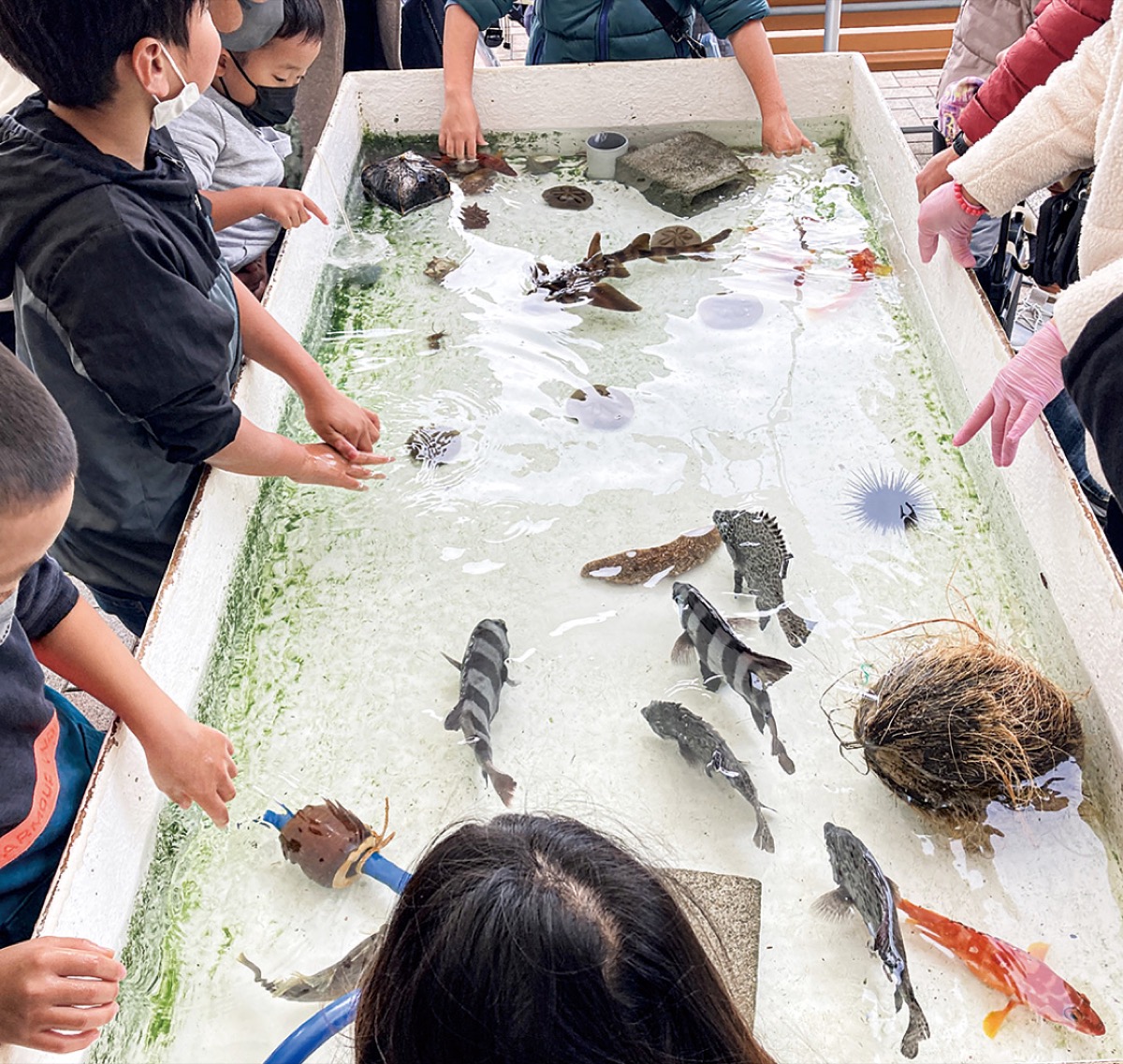 三崎マグロ食べ尽くせ (写真1)