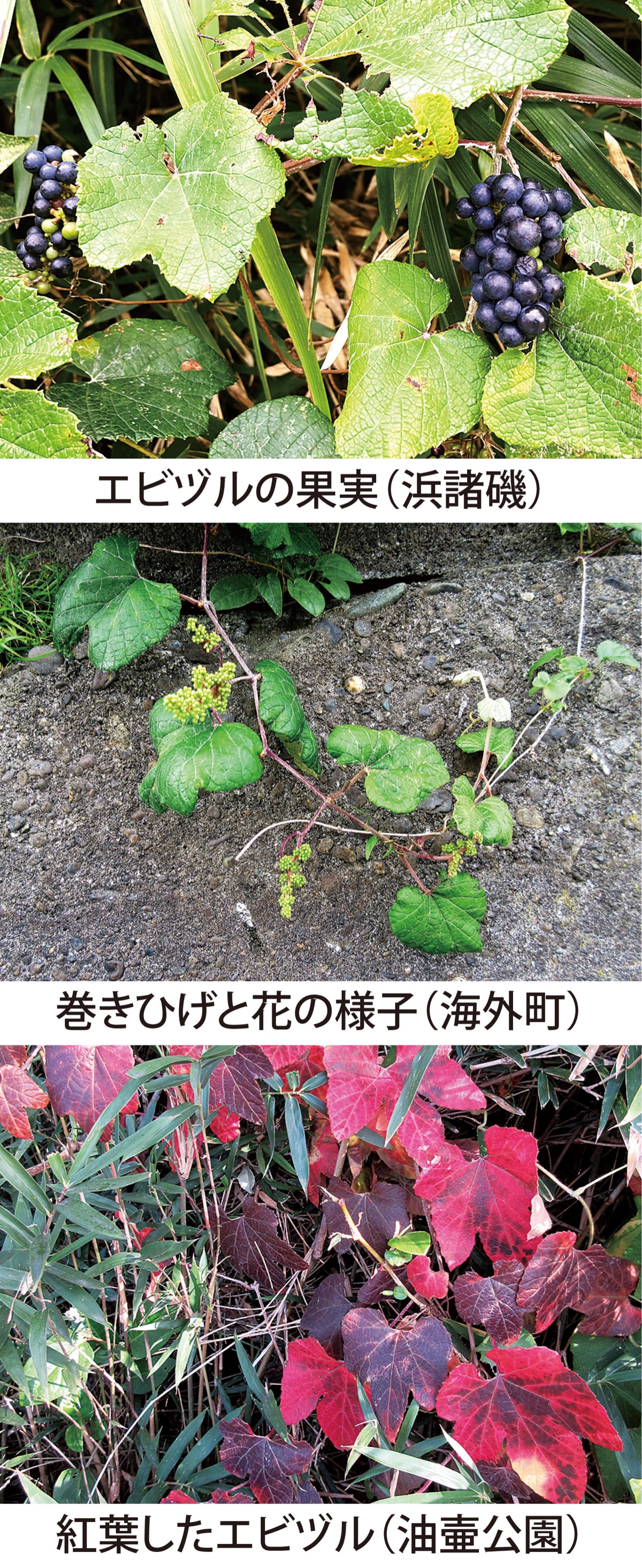 第49回　紅葉も美しい｢エビヅル｣