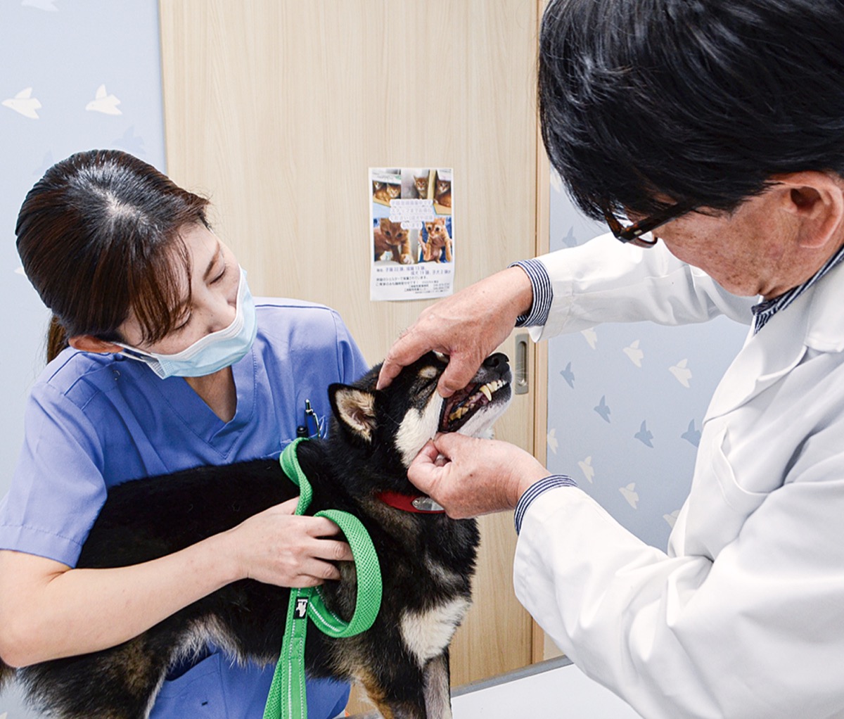 ｢３歳以上の犬の８割が歯周病｣