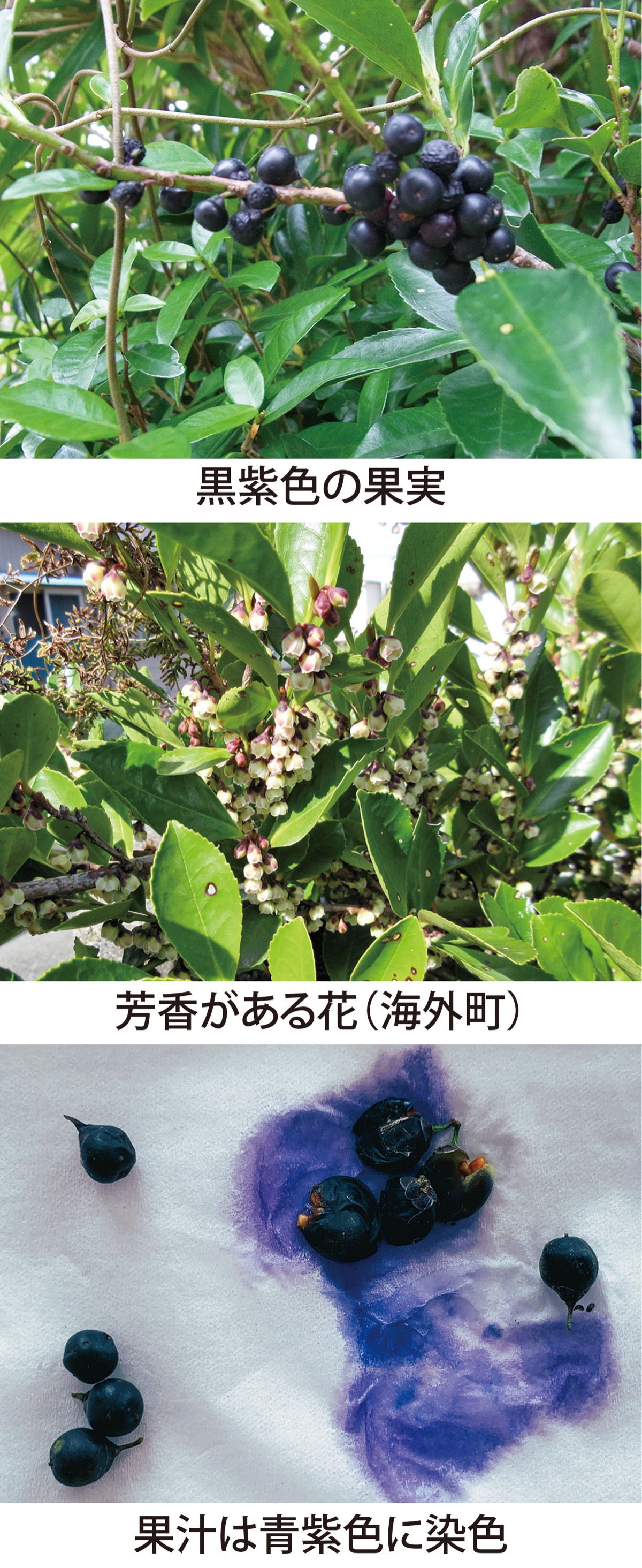 第50回　枝を神事に使う「ヒサカキ」　