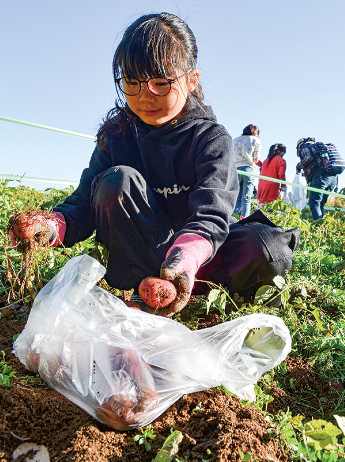 新ジャガでカレー提供