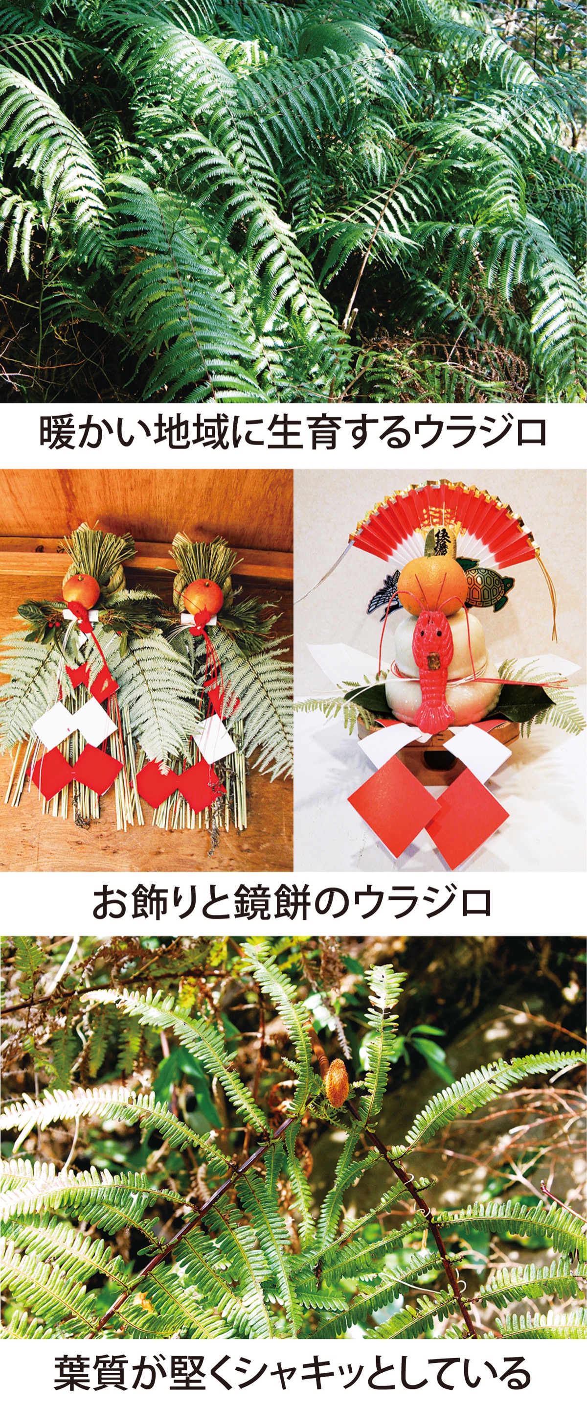 正月特別編　ヨハイノエタ「ウラジロ」