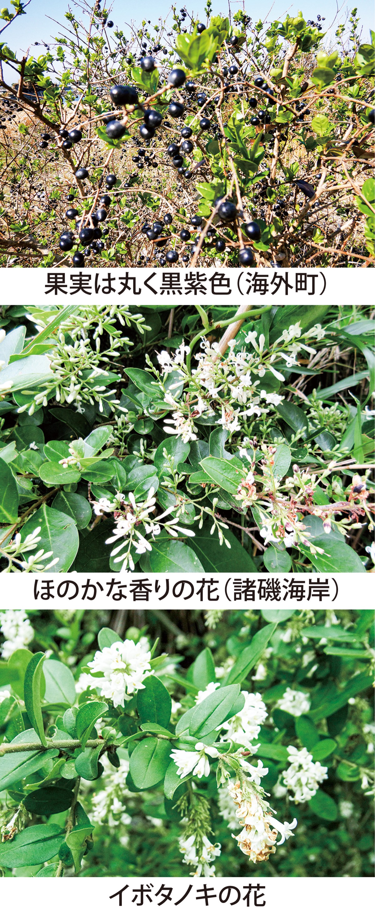 第51回　　半常緑低木｢オオバイボタ｣　