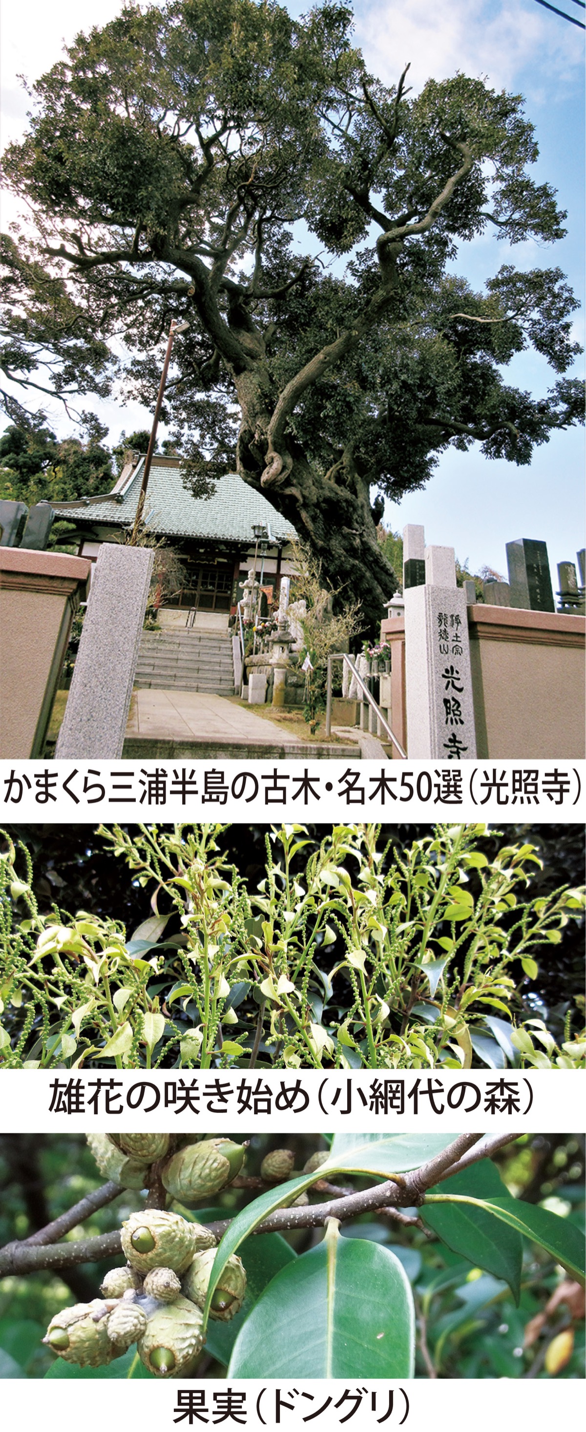 第52回　ふるさとの樹木｢スダジイ｣