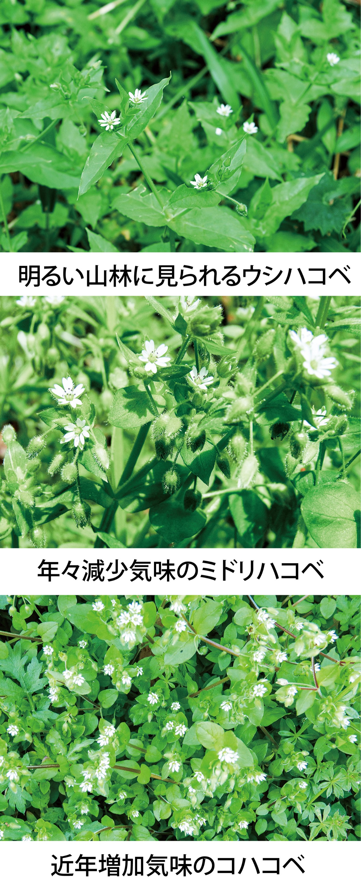 第53回　｢ハコベ｣と春の七草