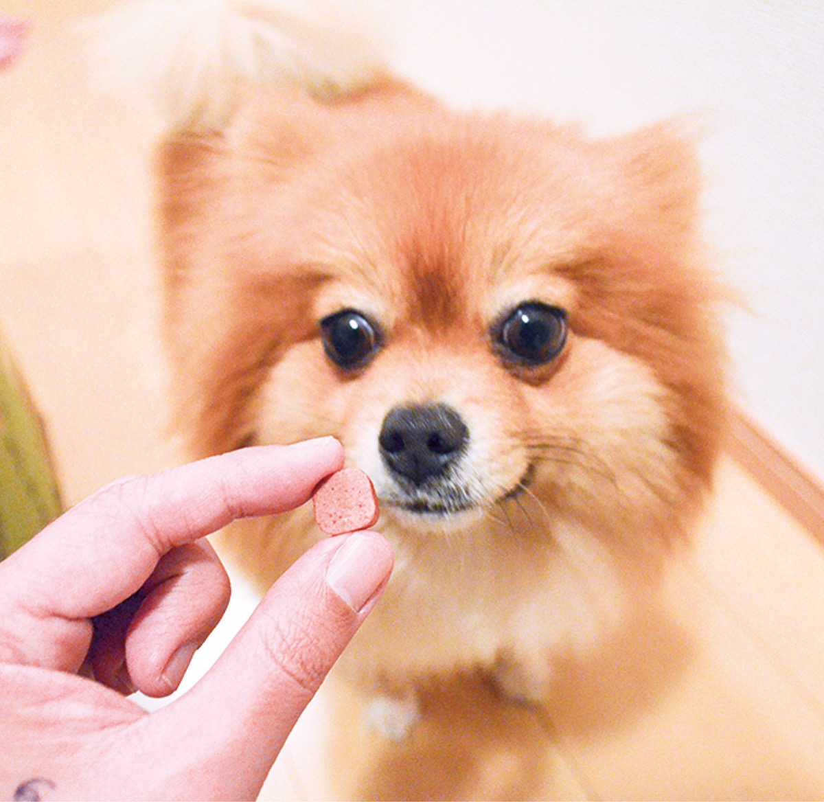 犬の予防シーズン到来