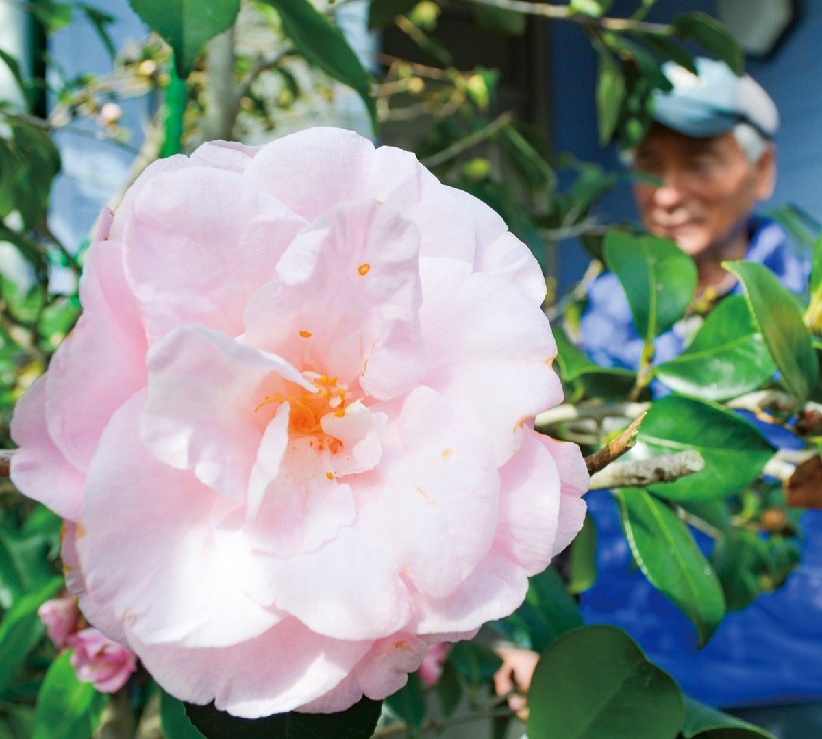 優美なツバキに恋して