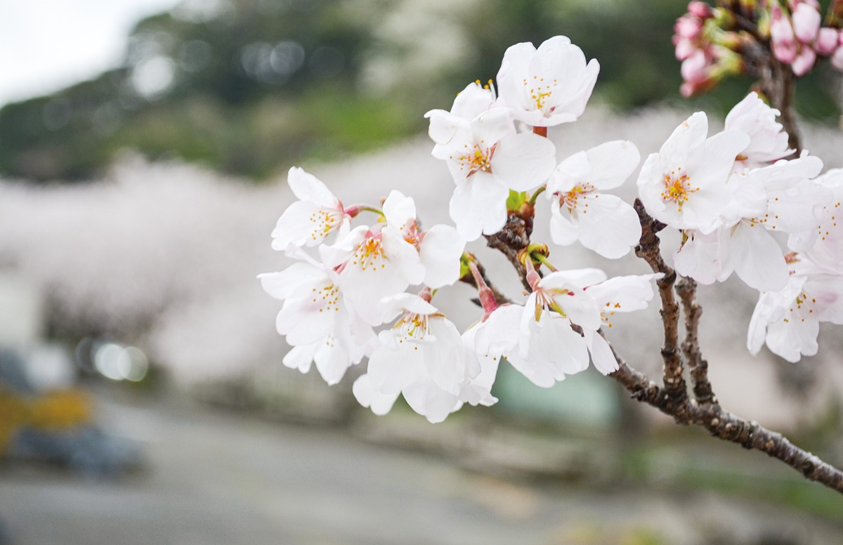 潮風に揺れる桃色の花びら