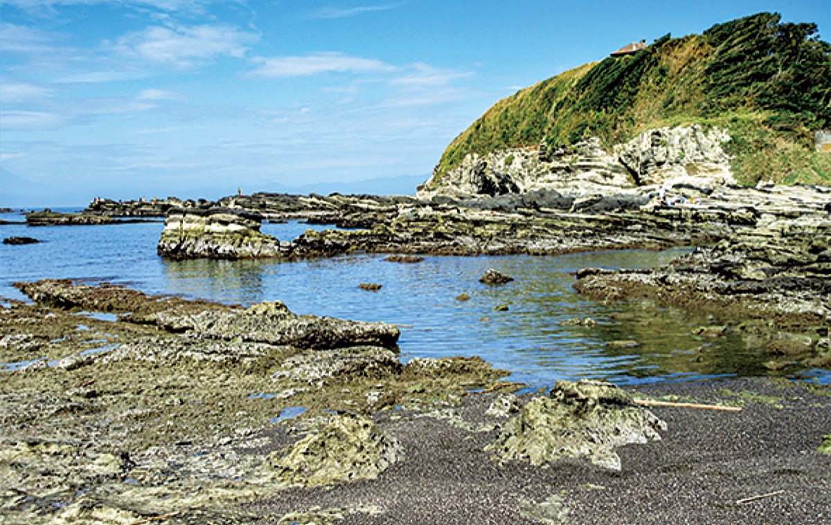 初夏の諸磯、植物観察