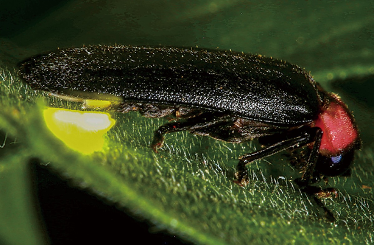 ホタルの舞を観察しよう