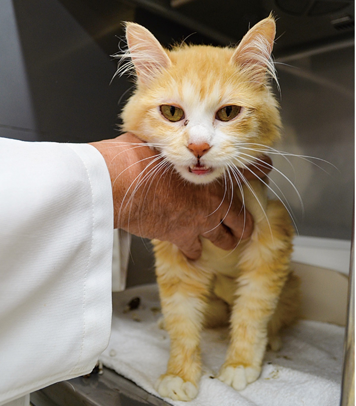 ノミ・ダニに要注意