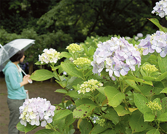 「神奈川花の名所１００選」にも認定されている同公園