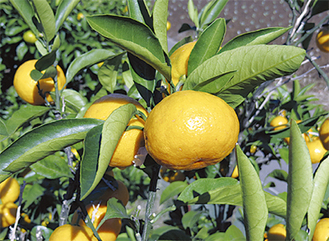 津久井浜観光農園 甘いみかん食べ放題 逗子 葉山 タウンニュース