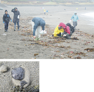 海岸に漂着した重油（＝写真左）と塊を手作業で集めるボランティアら（＝同上）