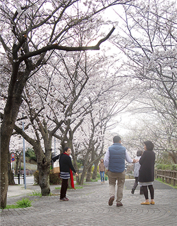 週明けの暖かさで一気に満開を迎えた桜山公園の桜並木（＝先月31日撮影）