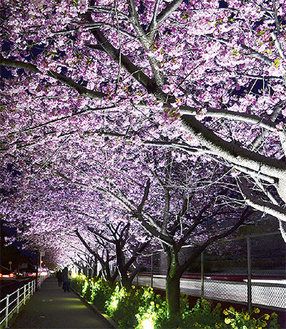 ライトアップされた河津桜と菜の花（写真は昨年）