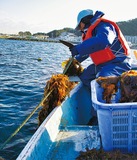 ワカメ生育今年は厳しく