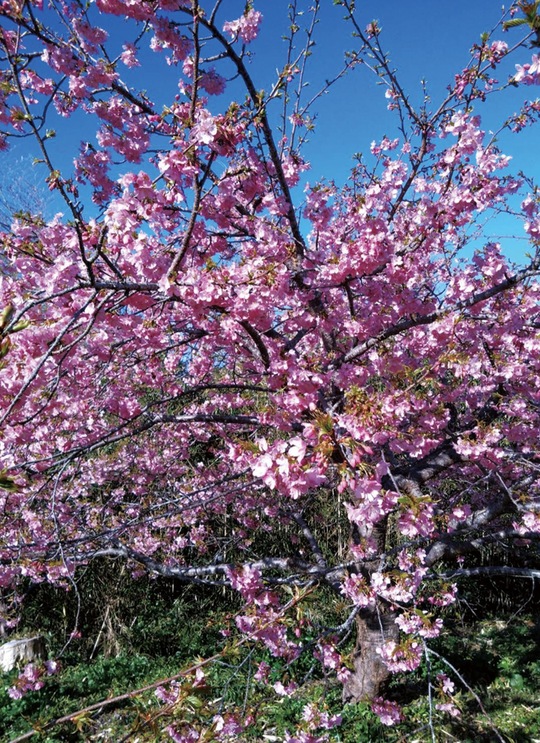下田市の伊古奈桜＝荒井議員提供
