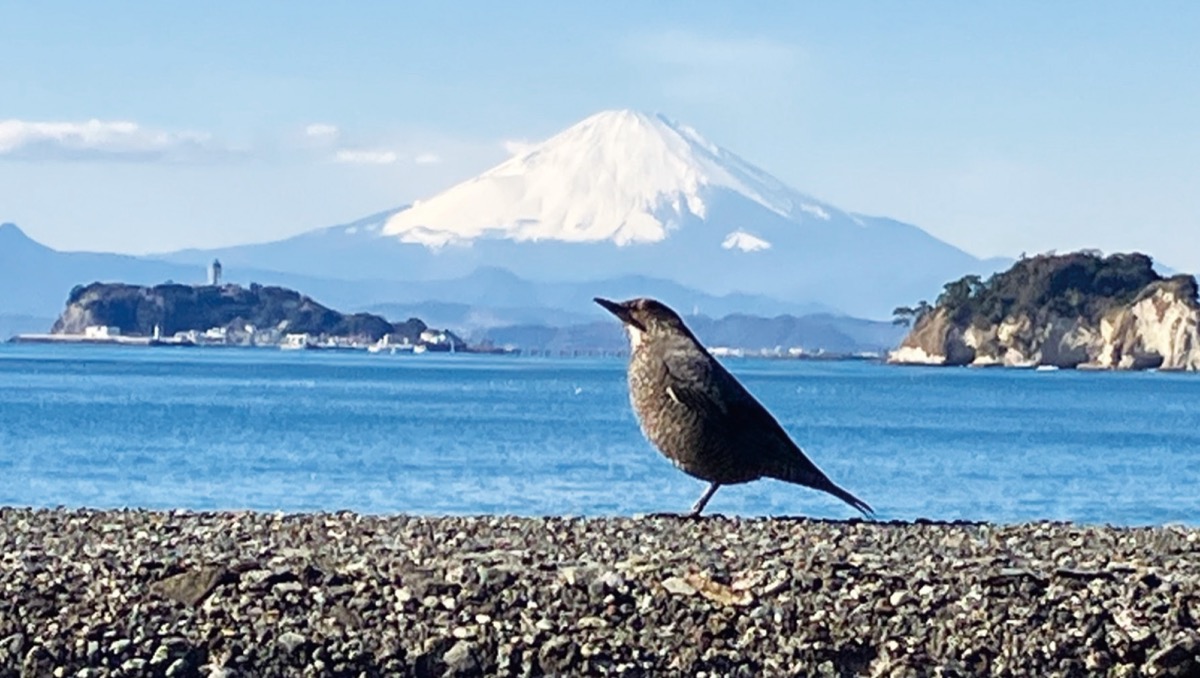 小坪の“ツボ”を活写 (写真3)
