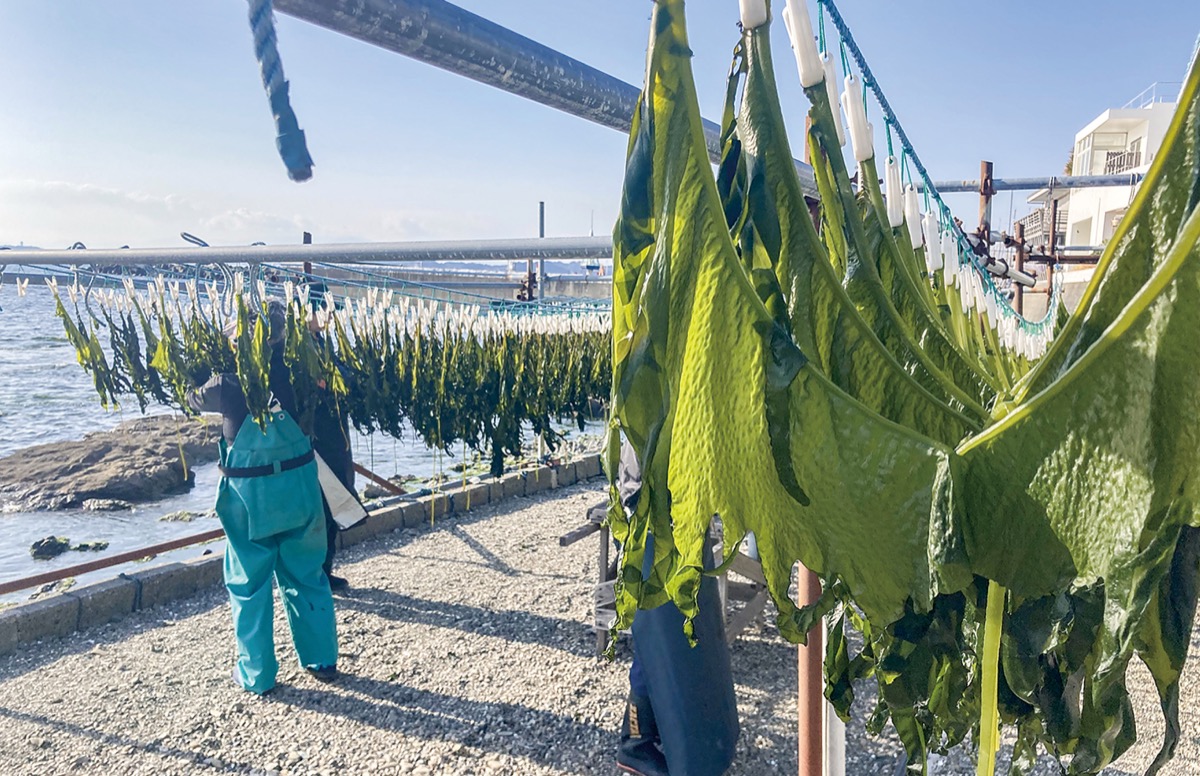 タイヤ　わかめ 田中海産「水洗いわかめ」 | マメコト商店
