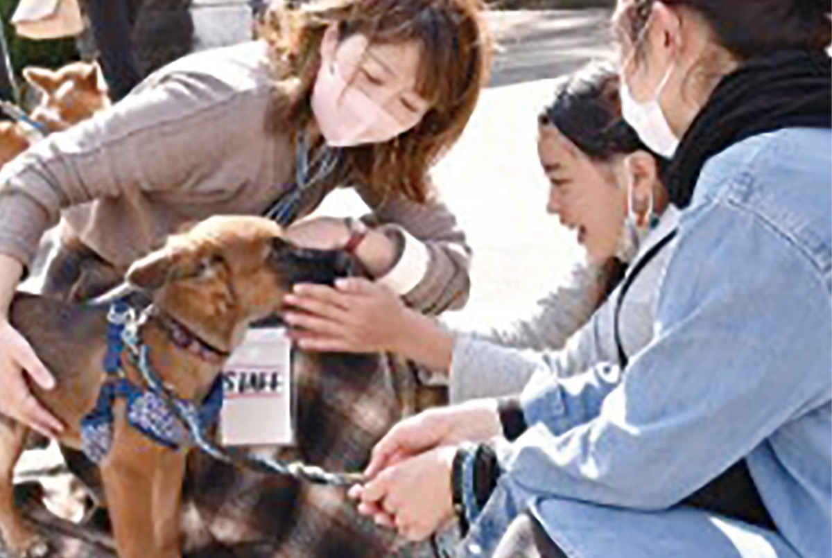 寺で犬猫と縁結び