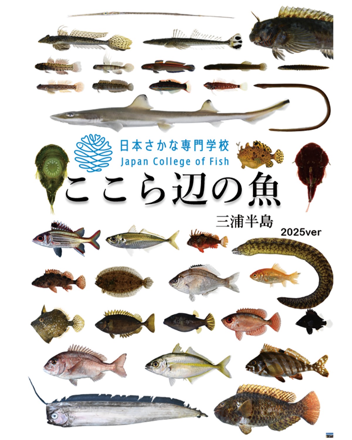三浦半島の魚図鑑を制作