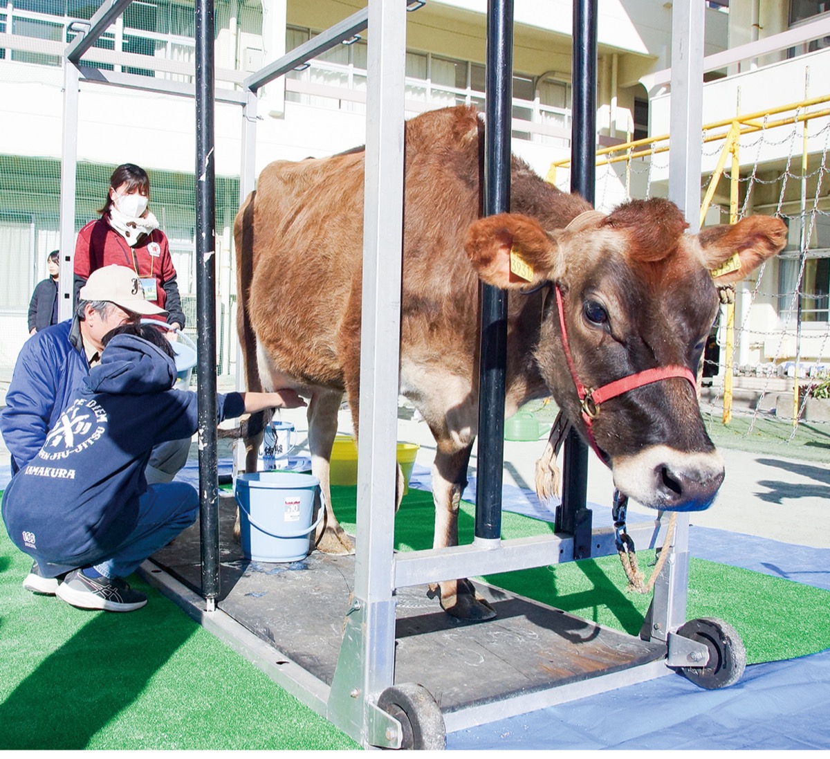 校庭に牛がやってきた