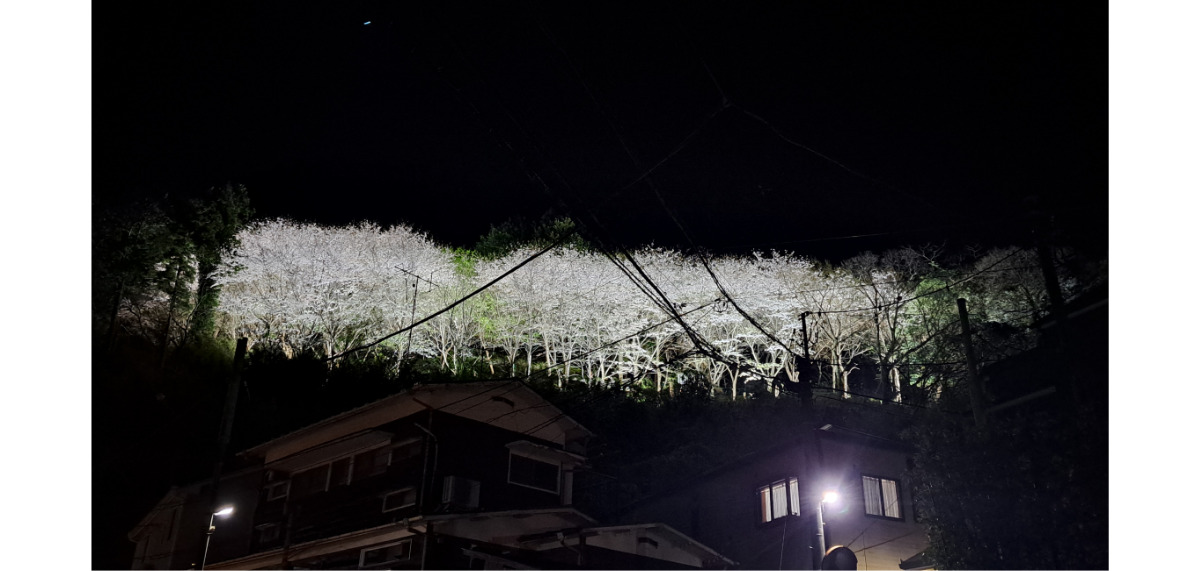 光に照らされ、空に浮いているように見える桜