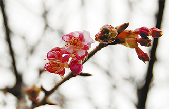 連日の寒さに耐え開花した河津桜（２月12日撮影）