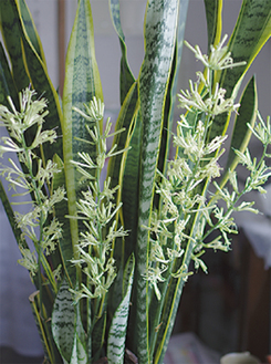 花咲くサンセベリア 市内百武さん宅で 藤沢 タウンニュース