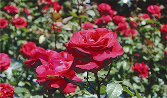 深紅のバラが咲き誇る（５月13日撮影）