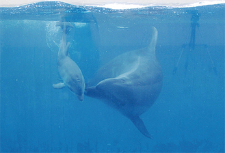 元気に泳ぐ赤ちゃんイルカと母親のシェリル（写真提供・新江ノ島水族館）