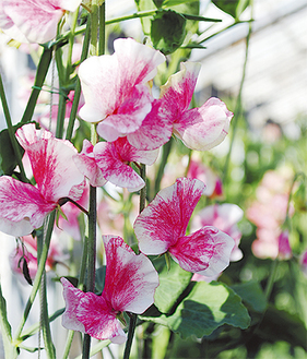 100株ほどの花が温室に並ぶ