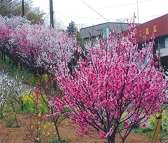 ピンクや白、赤の花桃と菜の花が彩る会場「遊歩道もご案内します」
