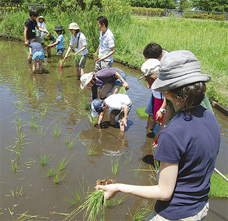 古代米の苗を植える親子