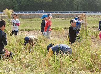 ほとんどの児童は初めて稲の収穫を体験した
