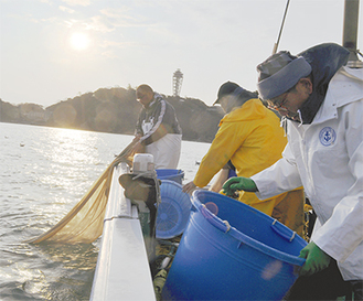 朝日が降り注ぐ中、江の島沖で網の引き揚げに汗を流す漁師ら