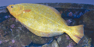 ３月１８日から展示されている黄金のヒラメ（写真提供／新江ノ島水族館）